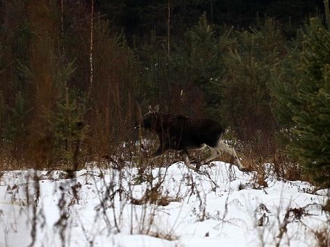 Массовый острел лосей выявлен в Ярославской области