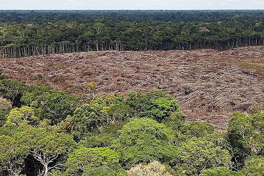 Названа неожиданная опасность для крупнейших лесов планеты
