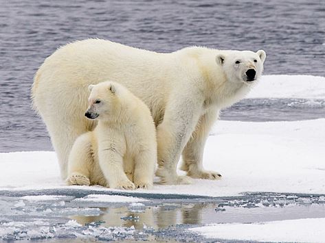 В Норильске отметят Международный день полярного медведя