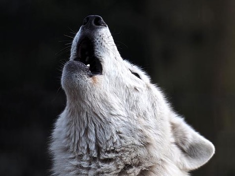 Масштабная охота на волков началась в Швеции