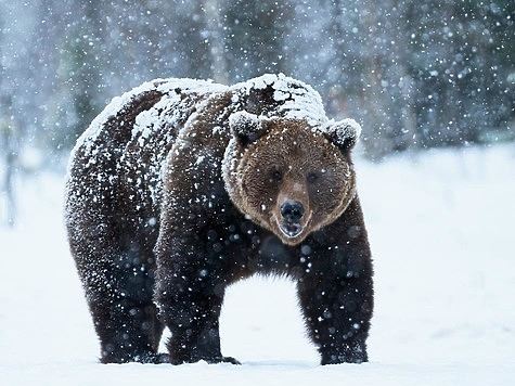 Медвежьи шкуры использовались людьми как защита от холодов не менее 300 тысяч лет назад