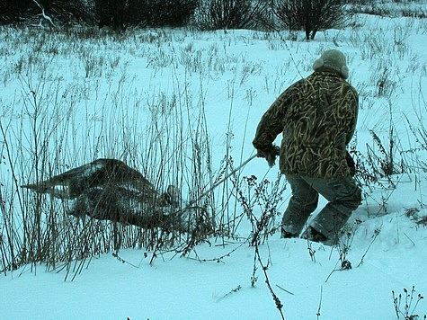 В Архангельской области завершается сезон охоты на лося
