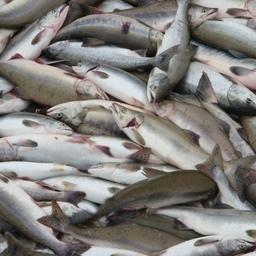 АФК «Система» расширяется в лососевом промысле
