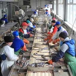 На Камчатке появится программа по местным кадрам для рыбной отрасли