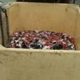 Переработка рыбных отходов развивается на Камчатке